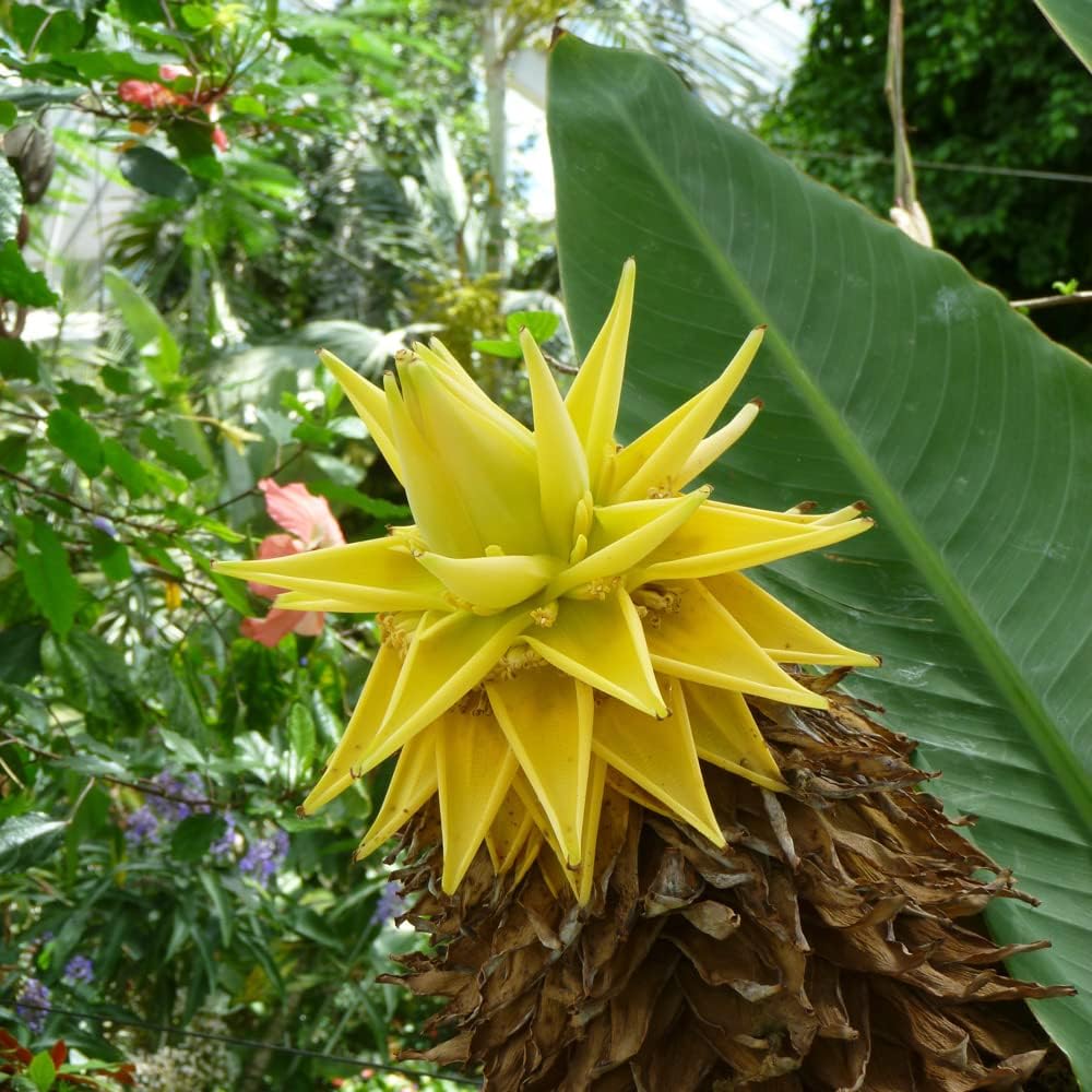 Yellow Lasiocarpa Fruit Seeds for Exotic Plant Growth