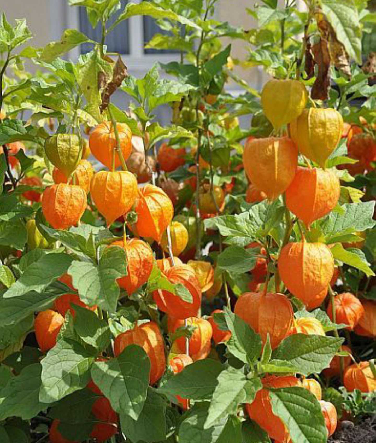 Gooseberries Fruit Seeds for Growing Tart and Flavorful Berries