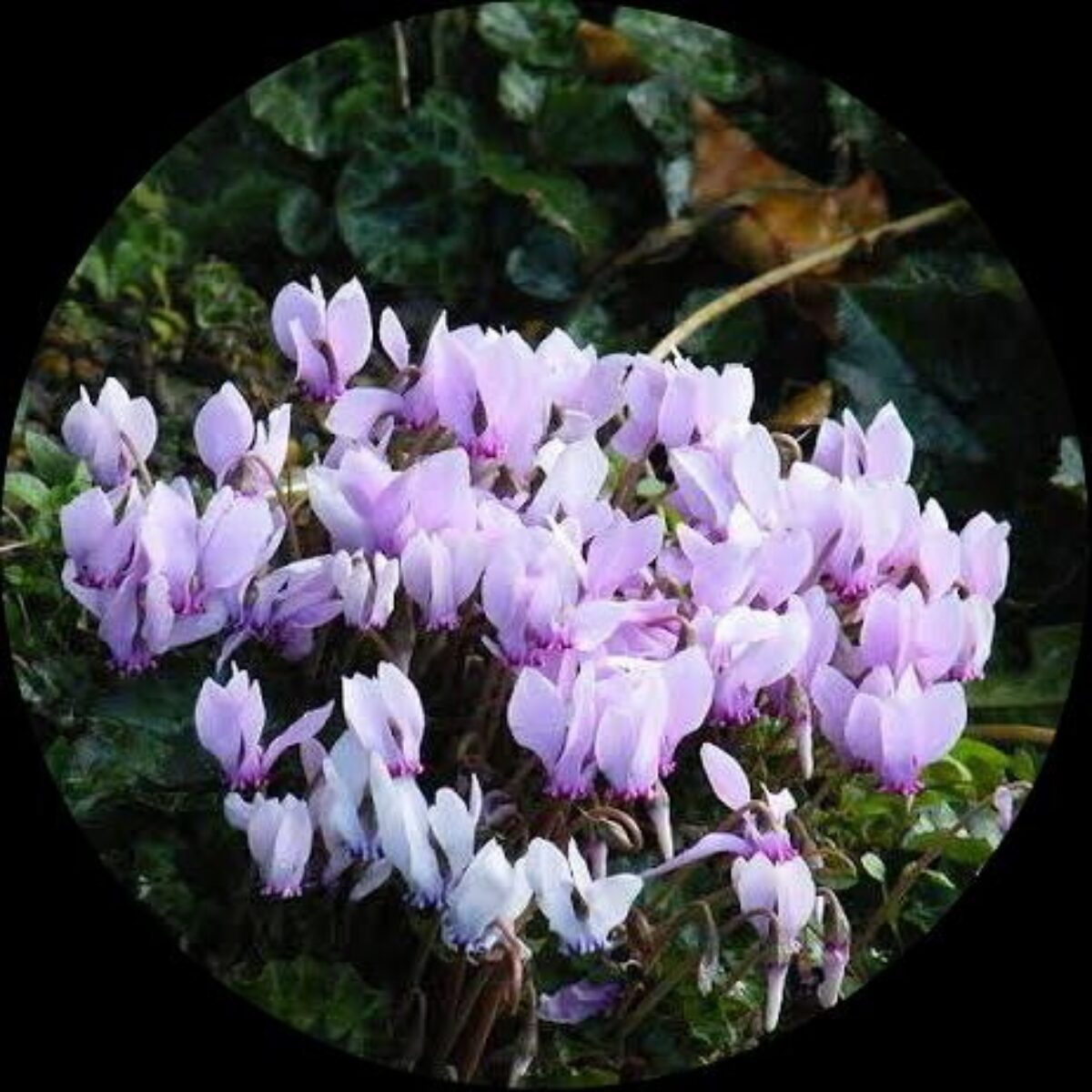 Heirloom Non-GMO White Cyclamen Seeds – Elegant Blooms for Stunning Gardens