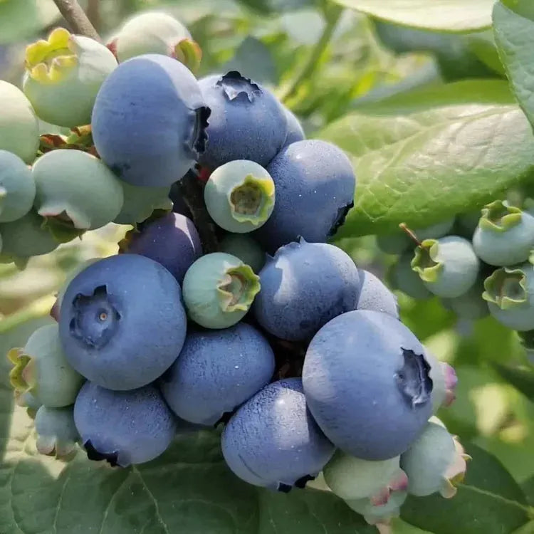 Giant Blueberry Fruit Seeds for Planting - Larger and Sweeter Berries for Berry Lovers, Heirloom Seeds