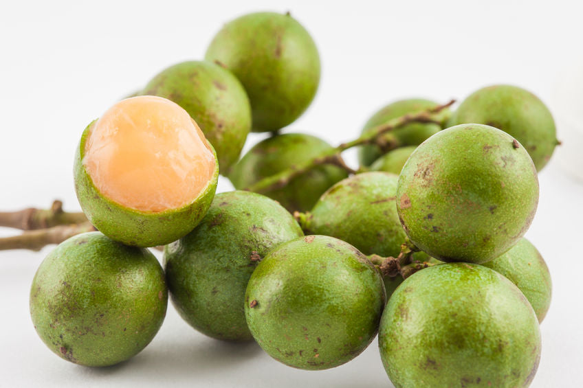 Genip (Melicoccus bijugatus)