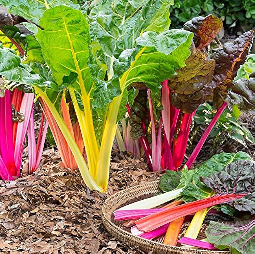 Rainbow Chard Seeds for Planting heirloom & Non-GMO Seeds