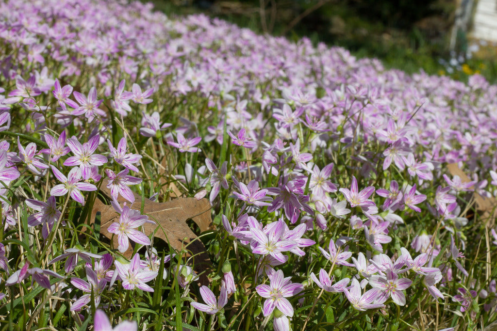 Common Valerian