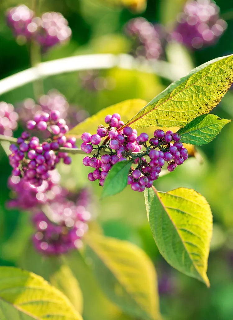 Purple Callicarpa Fruit Seeds - Vibrant and Beautiful Berries for Landscaping