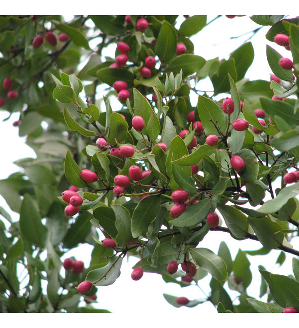 Peumo (Cryptocarya alba) – Chilean Evergreen Fruit with Unique Sweet and Citrusy Flavor