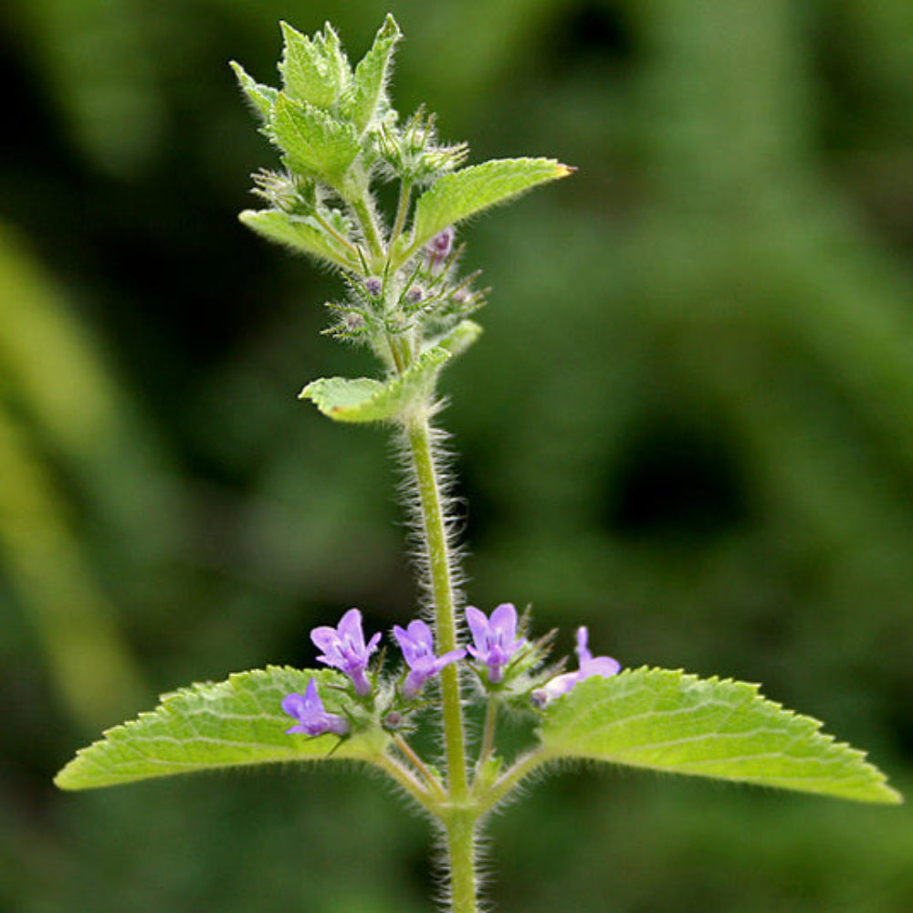 Hyptis Plant Seeds for Planting - 100