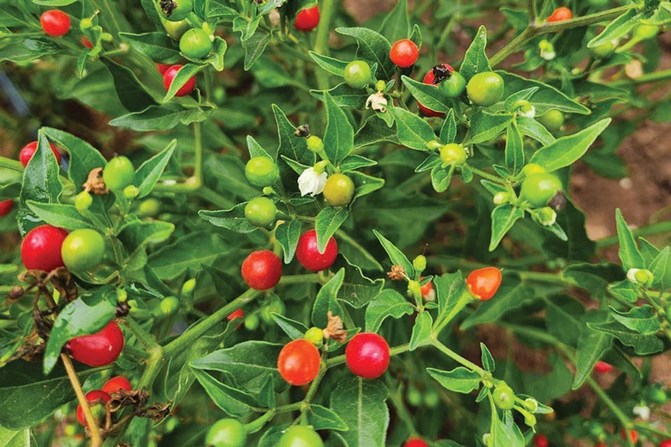 Tepin Pepper Seeds | Wild Extra-Hot Small Tepin Chilies – Heirloom, Non-GMO, High Germination Organic Garden Seeds