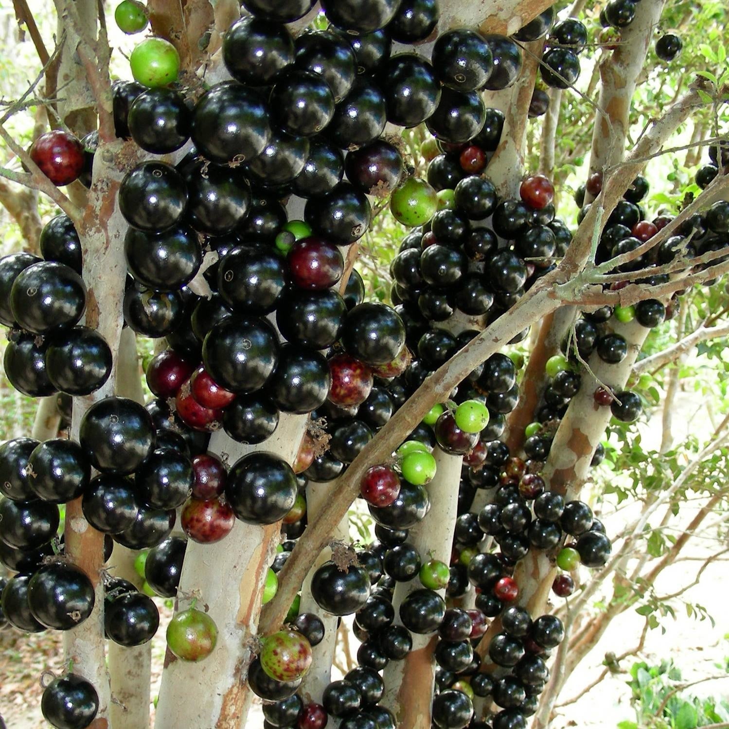 Jaboticaba (Plinia cauliflora)