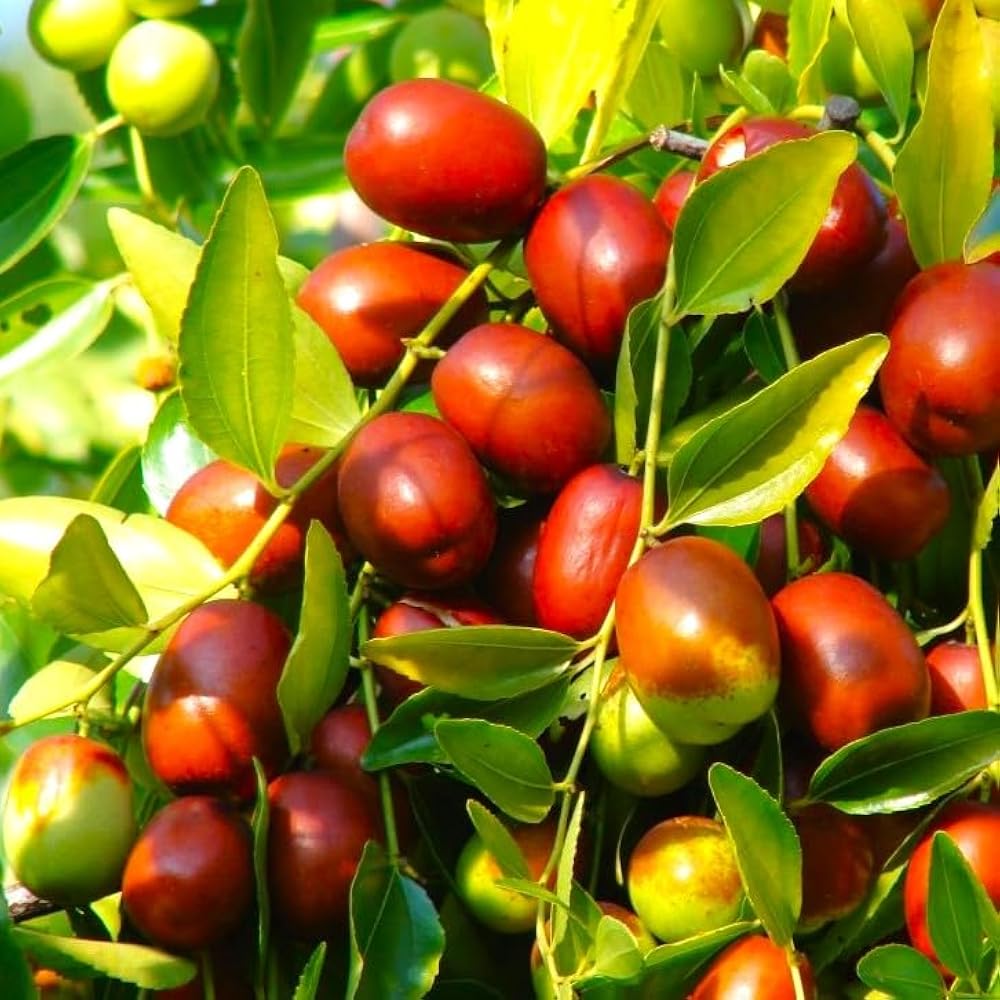 Heirloom Marron Jujube Fruit Seeds for Planting - Sweet and Nutritious Fruit for Home Gardens, Non-GMO Seeds