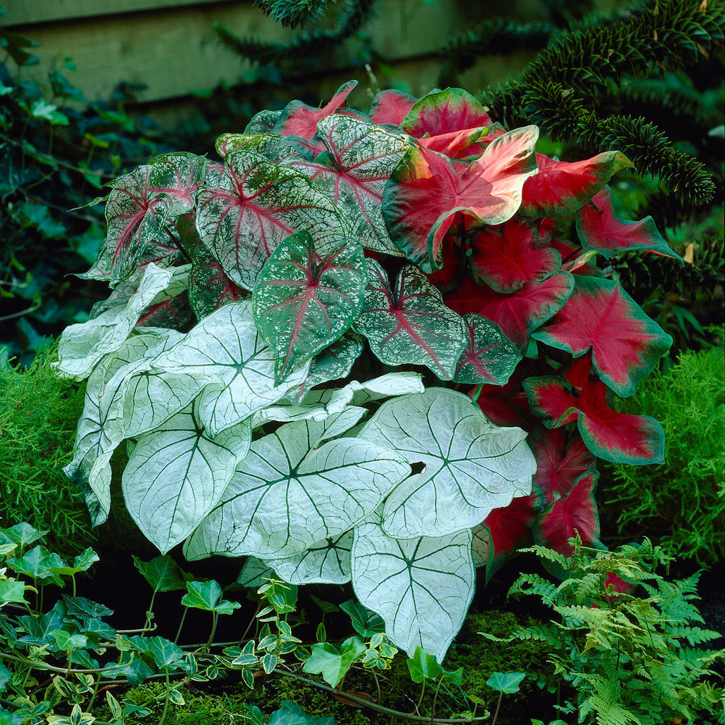 Caladium Bulbs - Fancy Leaf Mix