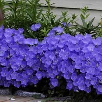Bellflower Campanula carpatica Flower Seeds for Planting Lila Mini Glockenblumen in Pots