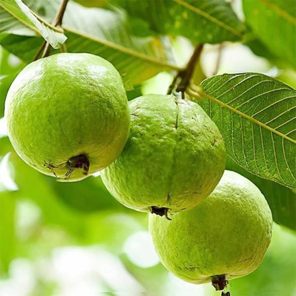 Guave Fruit Seeds - Tropical Sweetness for Your Garden