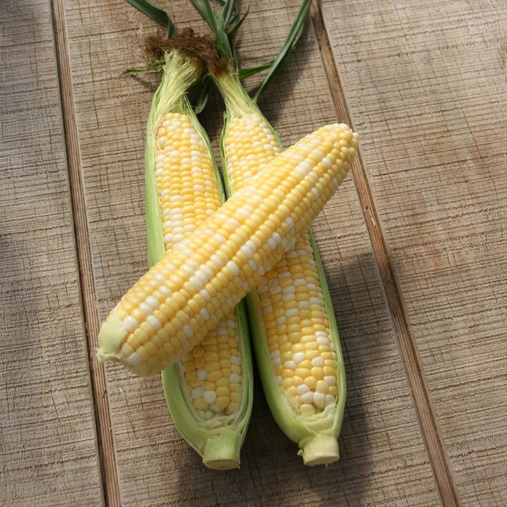 Revelation Hybrid Corn Seeds | Early Maturity High-Sugar Bicolor Corn – Heirloom, Non-GMO, High Germination Organic Garden Seeds