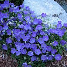 Bellflower Campanula carpatica Flower Seeds for Planting Lila Mini Glockenblumen in Pots