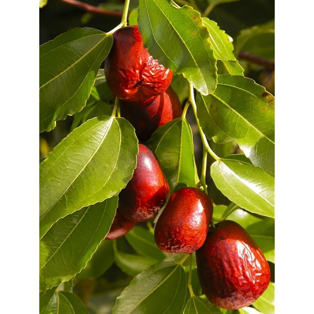 Heirloom Marron Jujube Fruit Seeds for Planting - Sweet and Nutritious Fruit for Home Gardens, Non-GMO Seeds