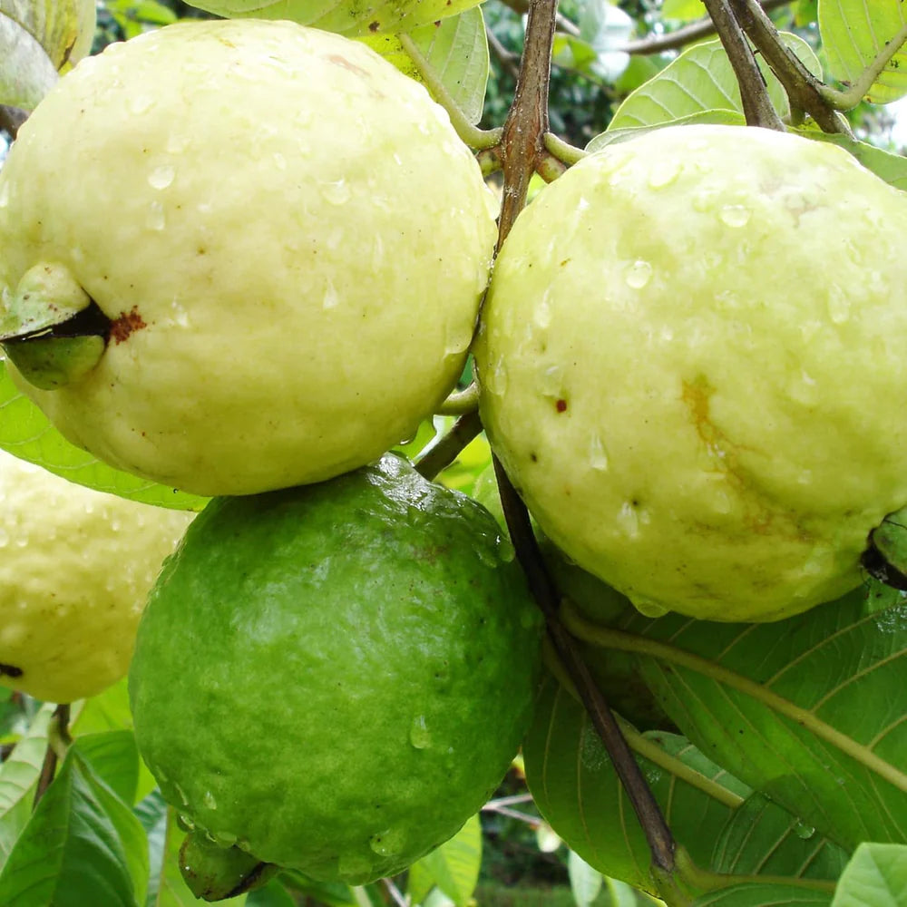 Guave Fruit Seeds - Tropical Sweetness for Your Garden
