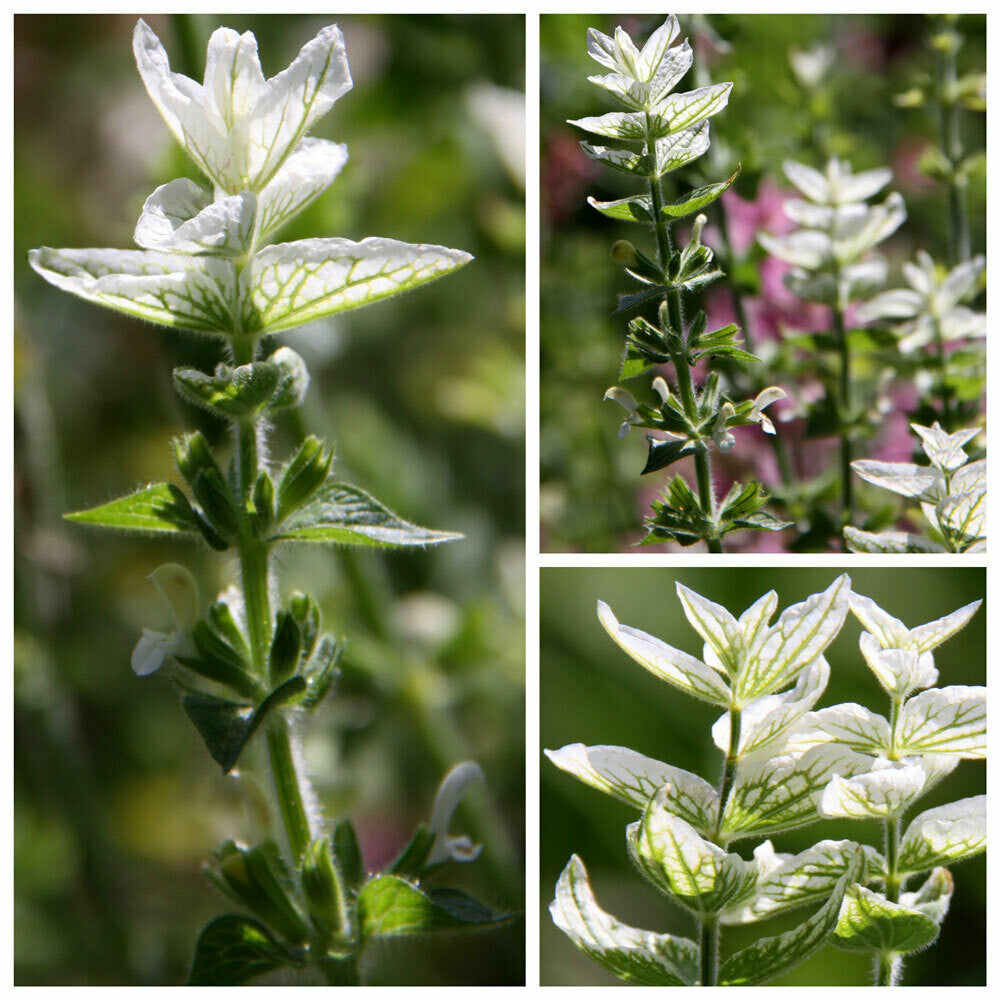 Clary Sage Seeds - White Swan