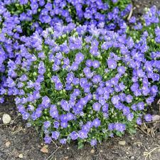 Bellflower Campanula carpatica Flower Seeds for Planting Lila Mini Glockenblumen in Pots