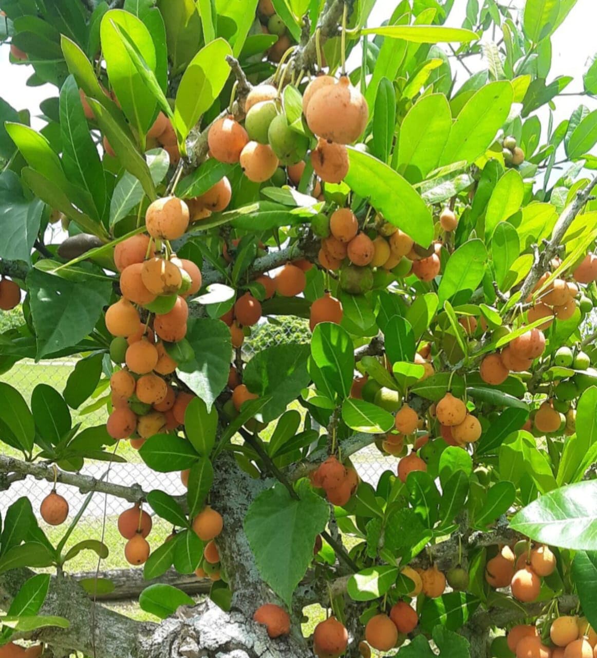 Ebony Fruit Seeds - A Rare and Beautiful Plant for Your Garden