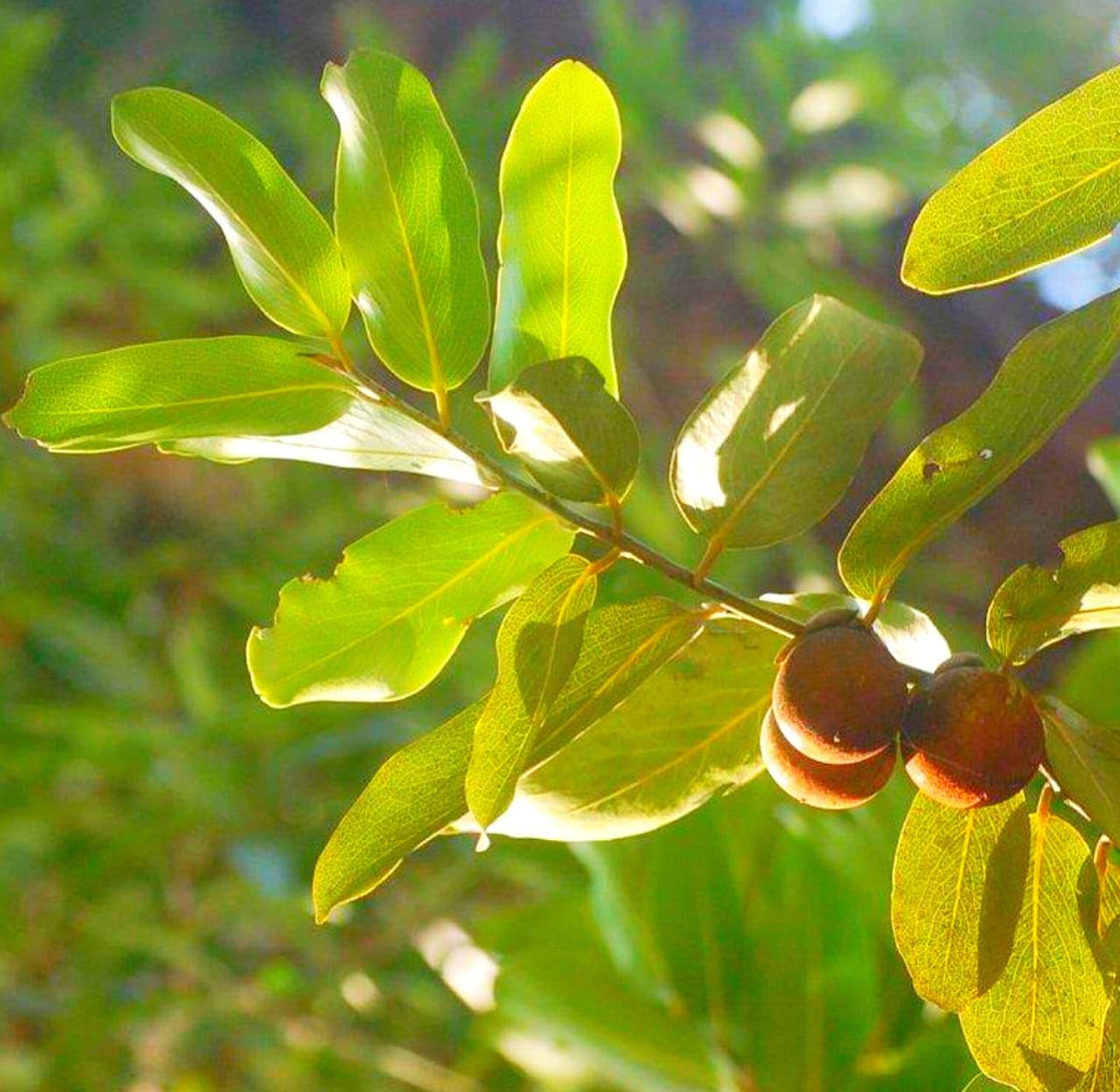 Ebony Fruit Seeds - A Rare and Beautiful Plant for Your Garden