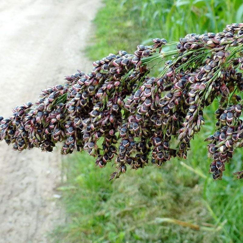 Black Amber Sorghum Seeds-Heirloom & Non-GMO Seeds for planting – Fresh Herb for Your Garden