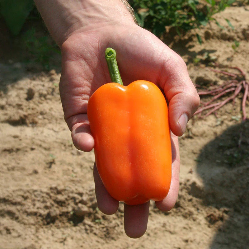 Orange Blaze Hybrid Pepper Seeds | Bright Orange Crisp Sweet Peppers – Heirloom, Non-GMO, High Germination Organic Garden Seeds