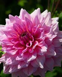 Dahlia Dahlia variabilis Flower Seeds for Planting Mini Variety in Home Garden