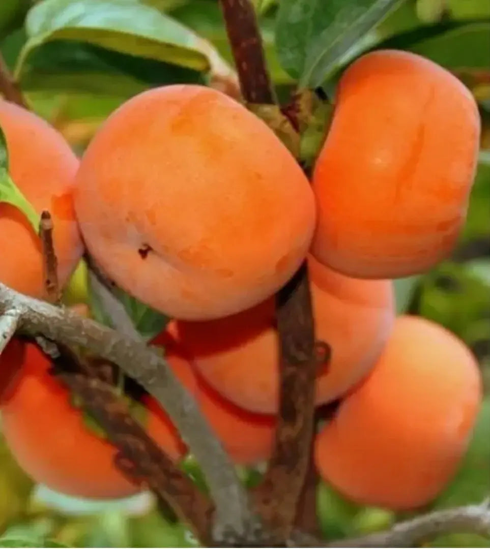 Suculentas Caqui Fruit Seeds - A Hardy and Flavorful Plant for Your Garden