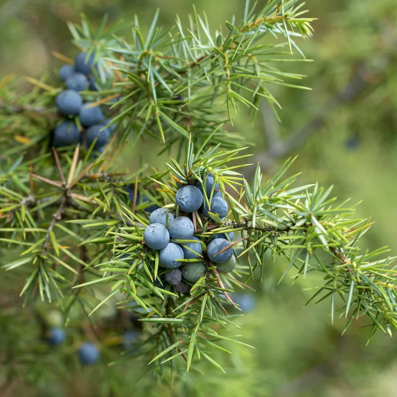 Blue Juniper Berry Seeds – Heirloom, Non-GMO Fruit Seeds for Planting Unique Garden Berries