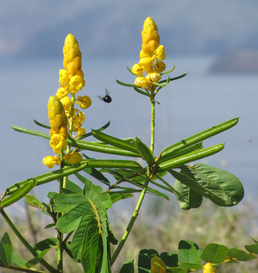 Heirloom Yellow Cassia Alata Flower Seeds – Non-GMO Seeds for Medicinal and Ornamental Garden Planting