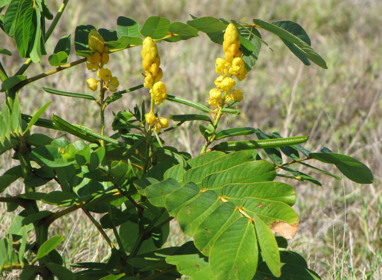Heirloom Yellow Cassia Alata Flower Seeds – Non-GMO Seeds for Medicinal and Ornamental Garden Planting