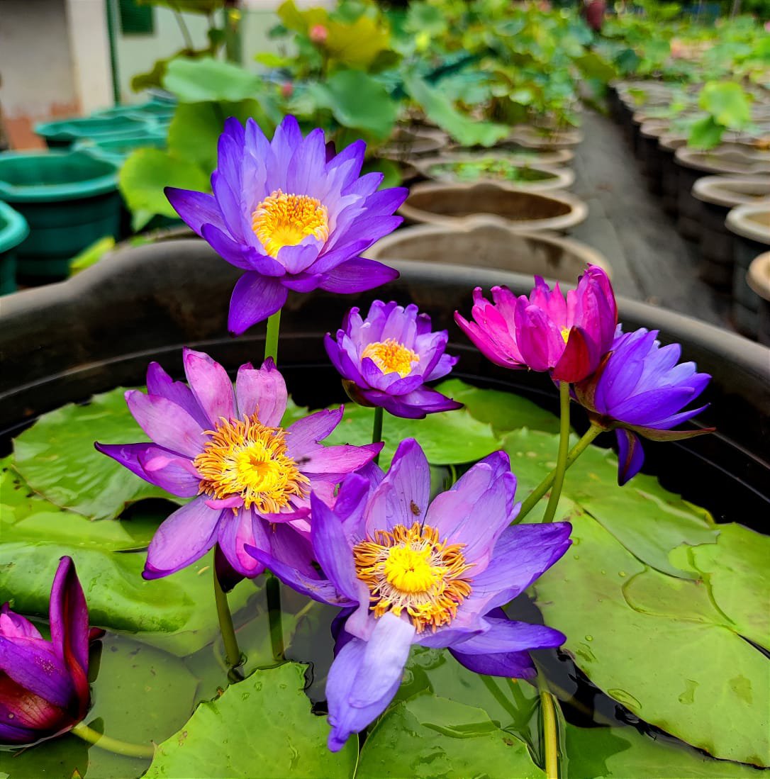 Tropical Waterlily 5 Plants Combo