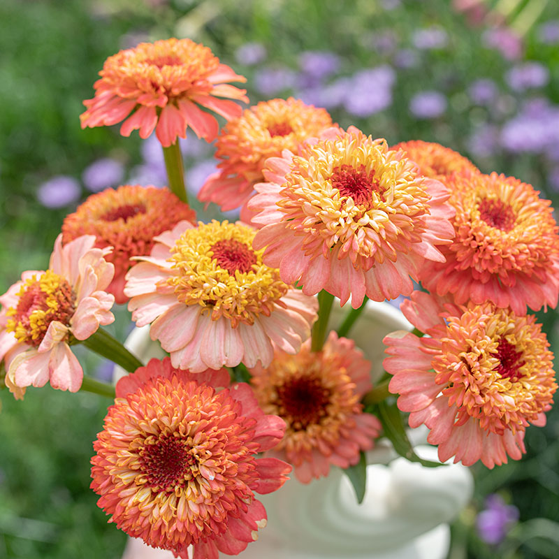 flowers high quality flower seeds for growing vibrant and colorful blooms in home gardens and landscapes organic flowers premium organic flower seeds for sustainable gardening and beautiful blossoms suitable for all climates