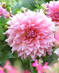 Dahlia Dahlia variabilis Flower Seeds for Planting Mini Variety in Home Garden