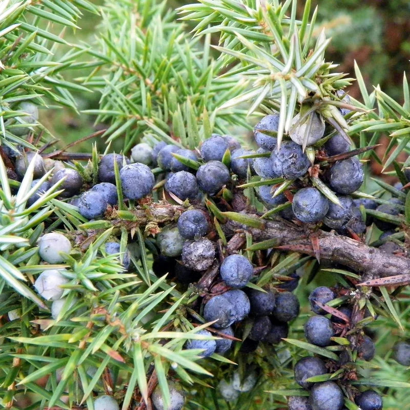 Blue Juniper Berry Seeds – Heirloom, Non-GMO Fruit Seeds for Planting Unique Garden Berries