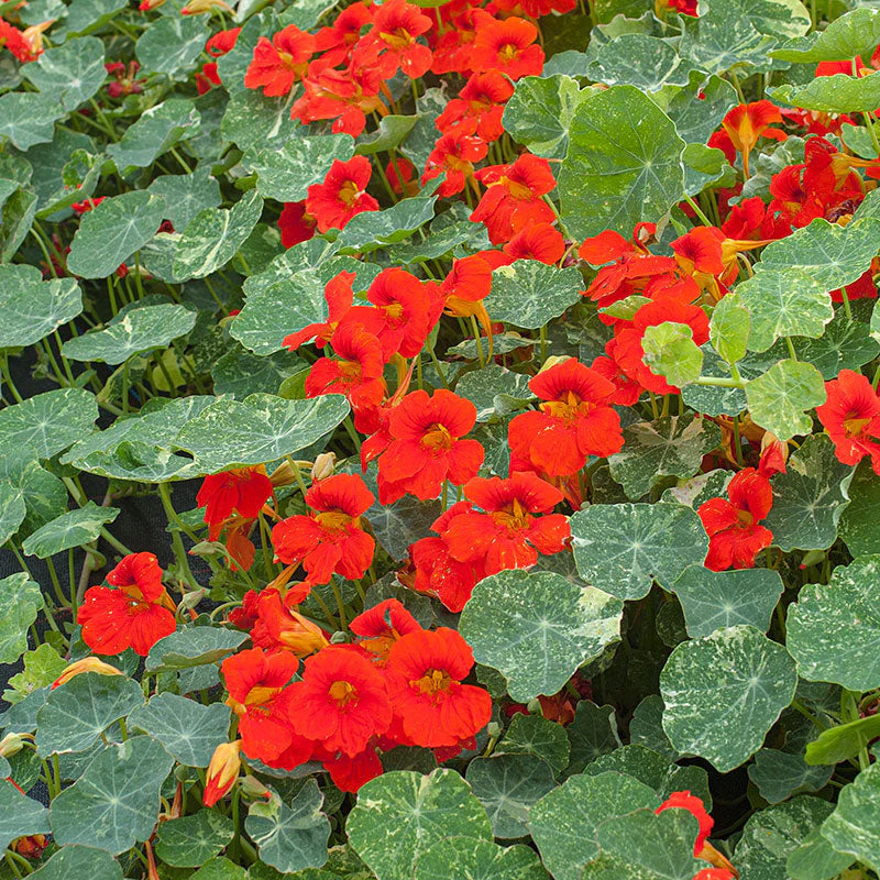 Nasturtium Orange Troika Seeds