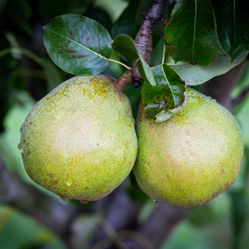 Gorham Pear (Pyrus communis)