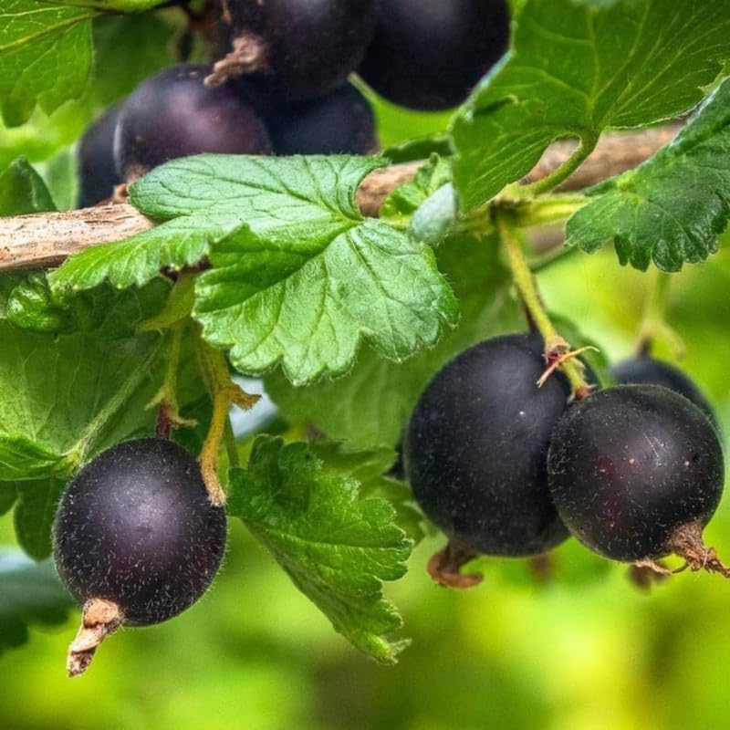 Black Gooseberry Fruit Seeds for Planting - Tart and Flavorful Berries for Your Garden, GMO Free