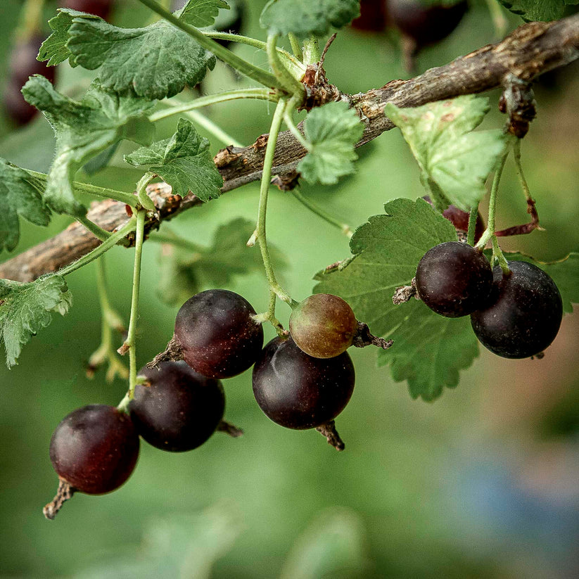 Black Gooseberry Fruit Seeds for Planting - Tart and Flavorful Berries for Your Garden, GMO Free