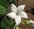 Loroco Flower Seeds for Planting, NON GMO Seeds Dhara Seeds