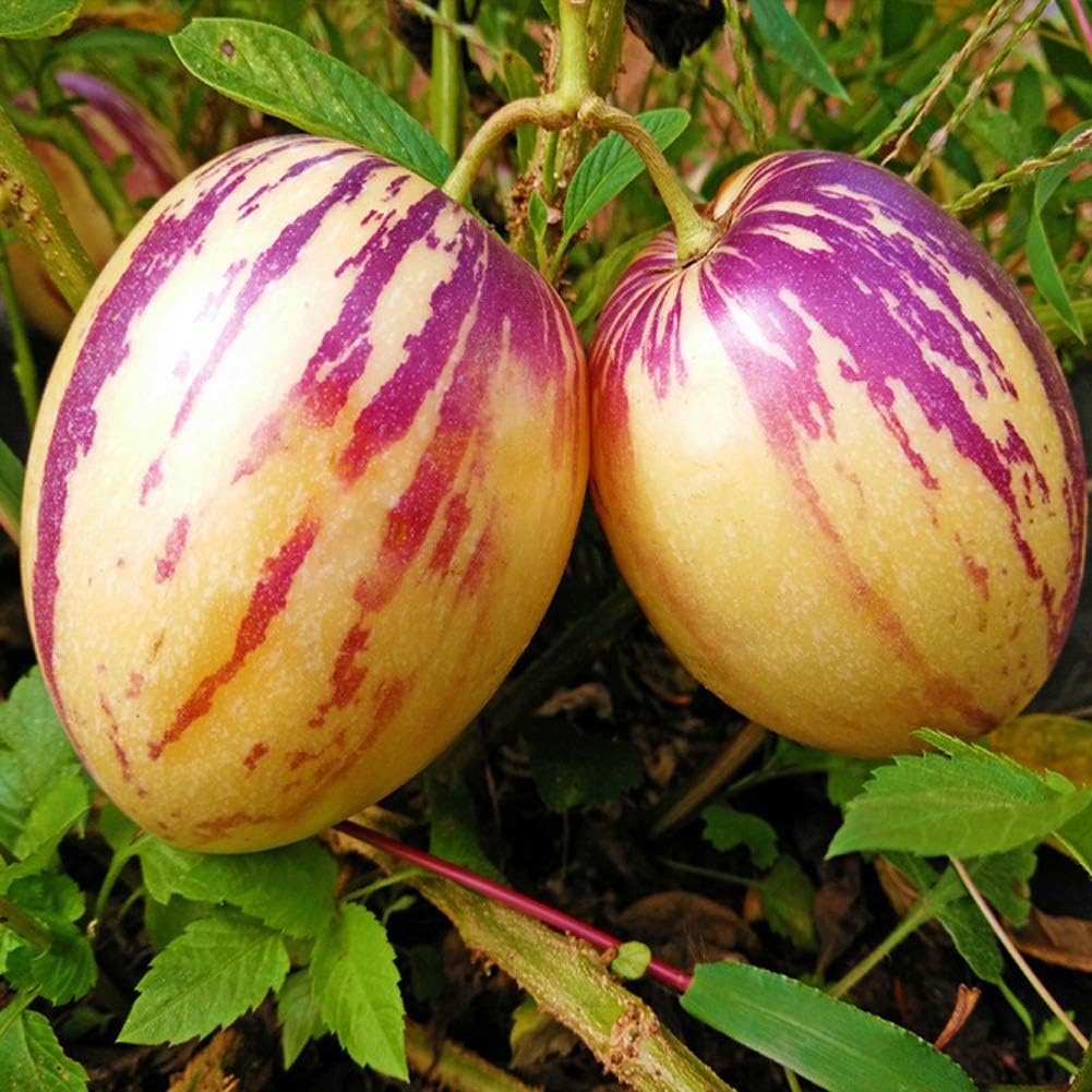 Rare Giant Purple Pepino Fruit Plant (Solanum muricatum) Seeds for Planting - A Rare and Sweet Melon-Like Fruit to Enhance Your Garden