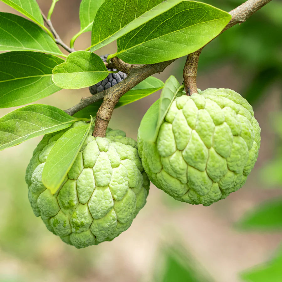 Annona Squamosa Seeds for Sweet and Nutrient-Rich Fruit Trees