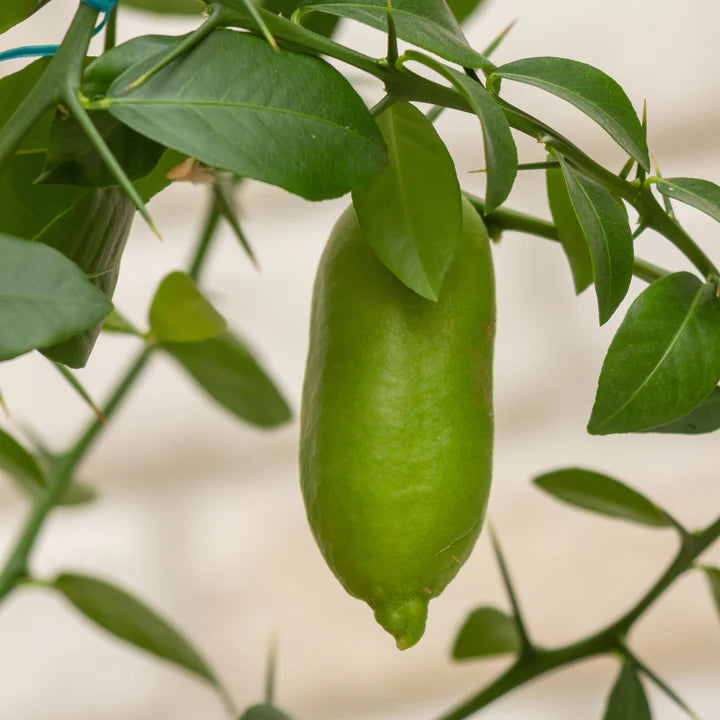 Collette Finger Lime Seeds for Planting - Zesty, Unique Citrus Gems, Heirloom Seeds