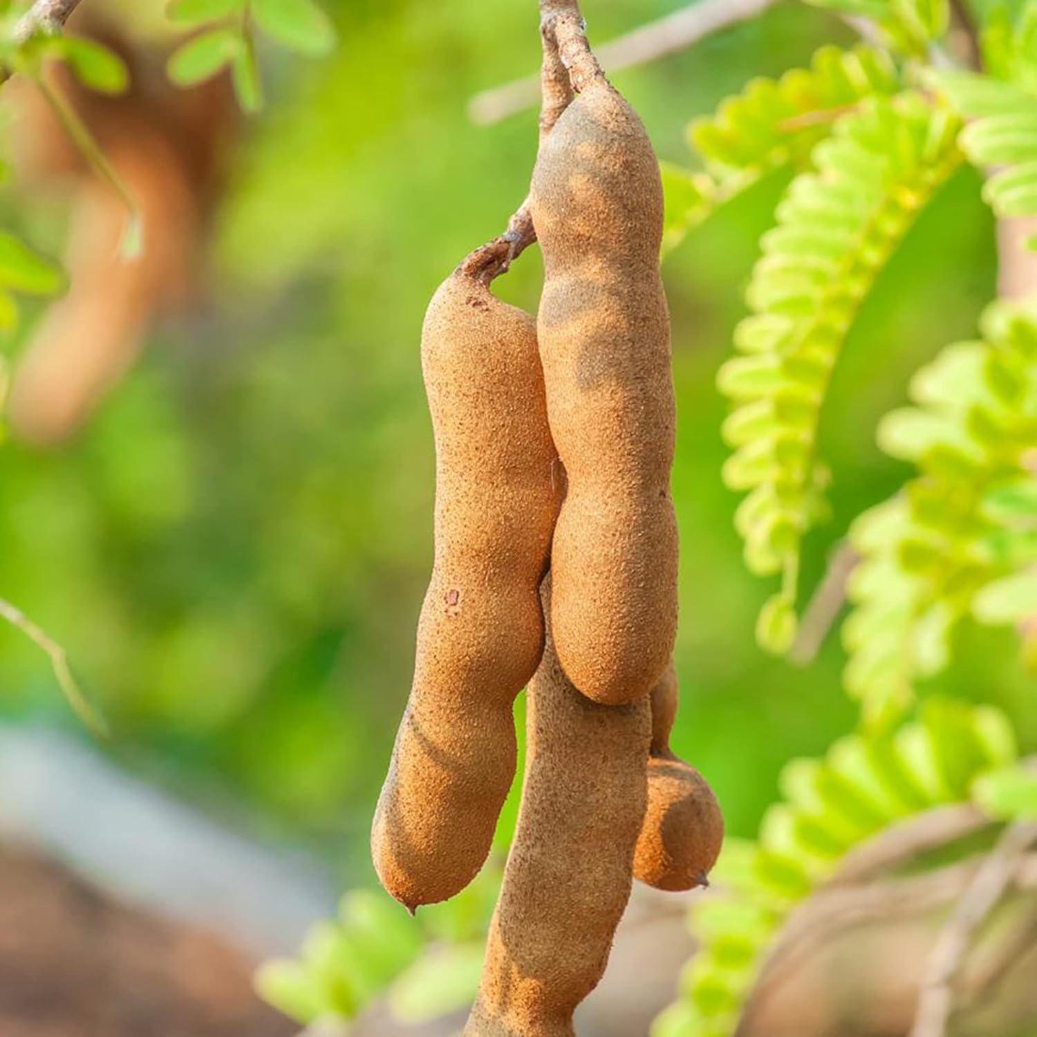 White Tamarind Fruit Seeds Leucaena Leucocephala Drought Tolerant Edible Fast Growing Evergreen Tropical Shrub Self