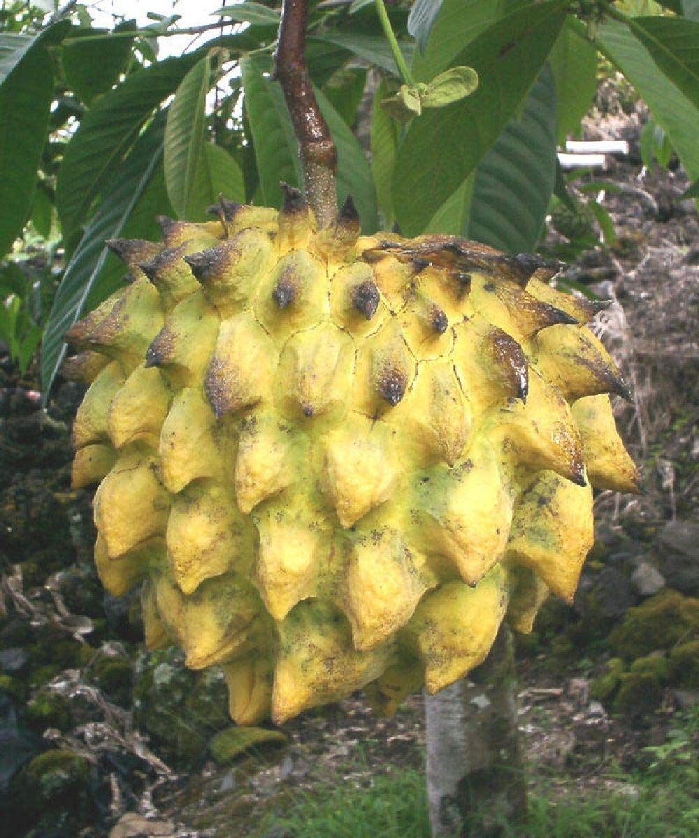 Rollinia Deliciosa Seeds for Soft and Sweet Exotic Fruits