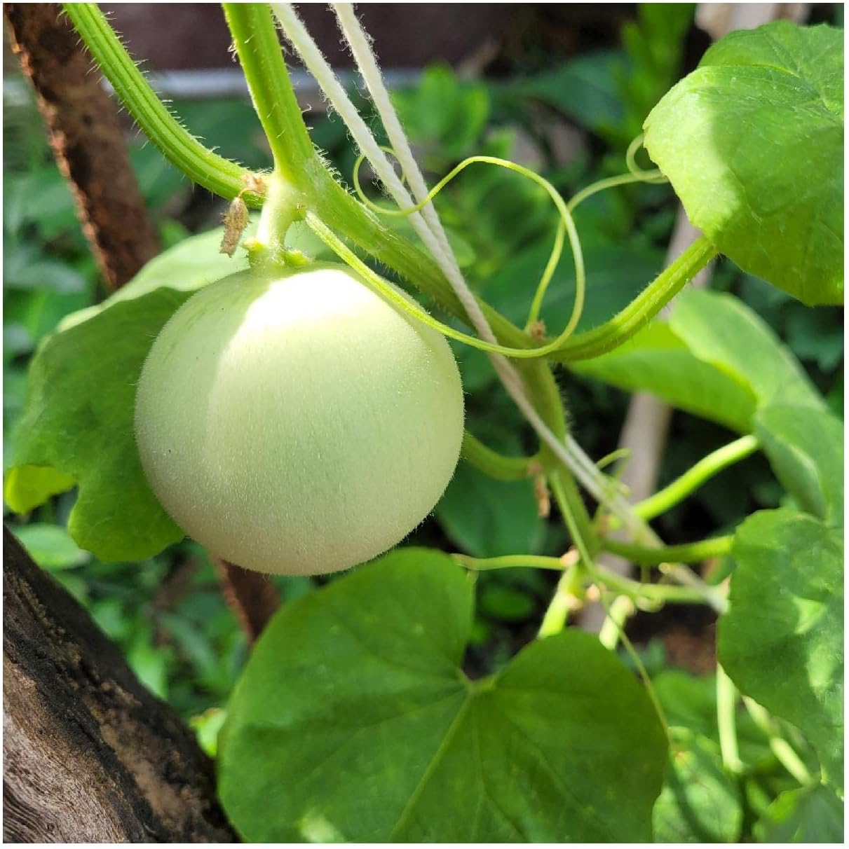 Honey Melon Fruit Seeds for Growing Sweet and Refreshing Melons