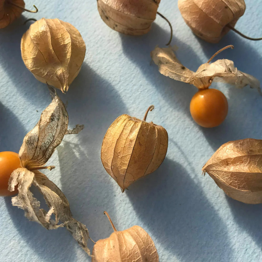 Gooseberries Fruit Seeds for Growing Tart and Flavorful Berries