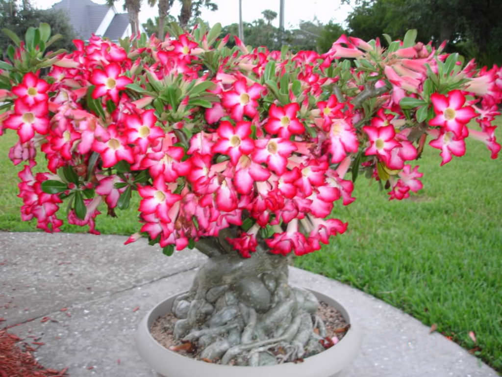 Adenium Desert Rose Flowering Seeds Plants for Garden & Bonsai