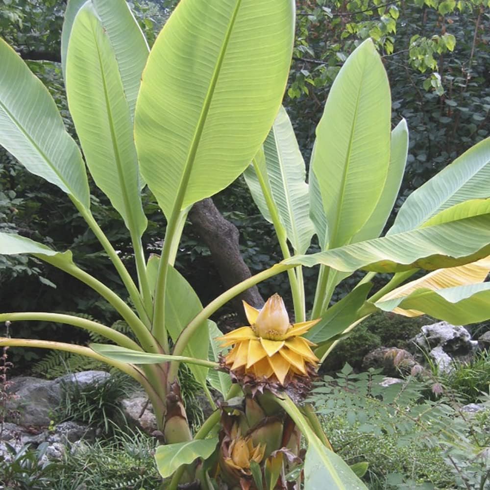 Yellow Lasiocarpa Fruit Seeds for Exotic Plant Growth
