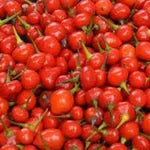 Wiri Wiri Pepper Capsicum frutescens for planting in spice garden